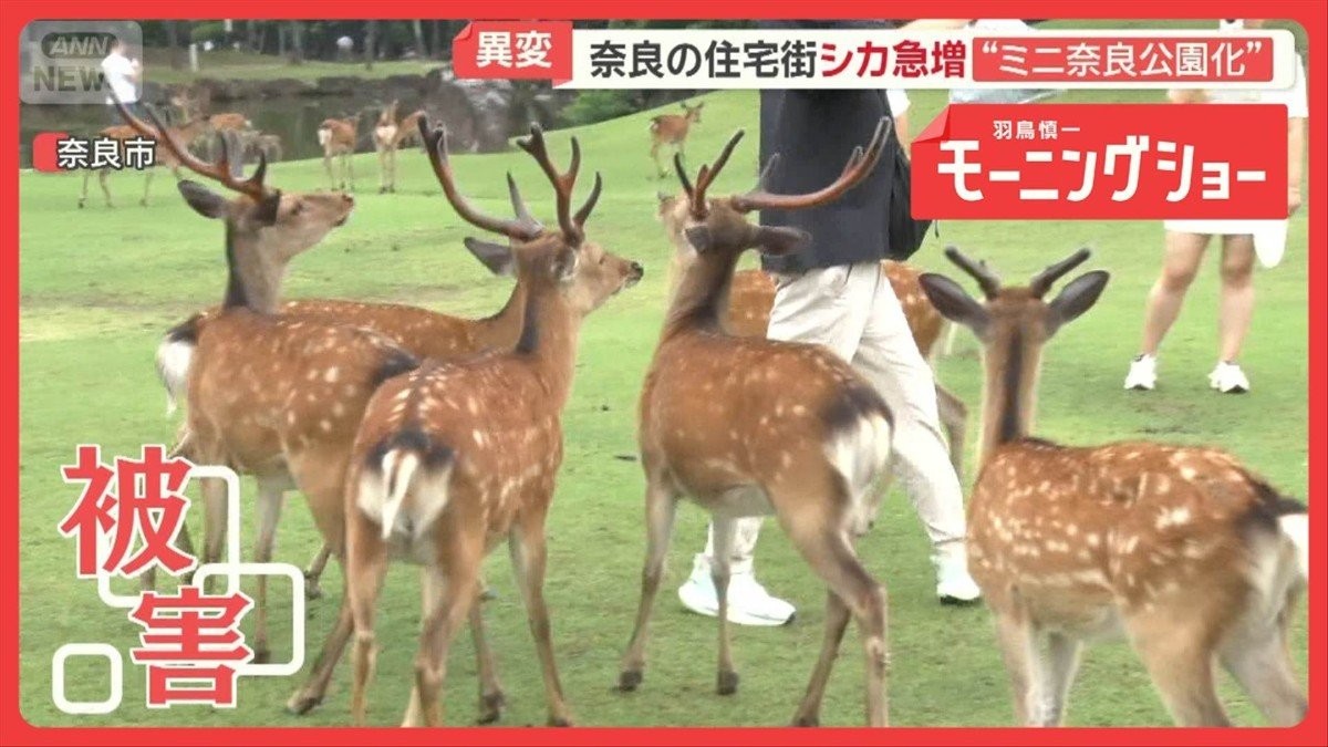 奈良のシカに異変 急増で住宅街が“ミニ奈良公園化” 事故多発 農作物被害も