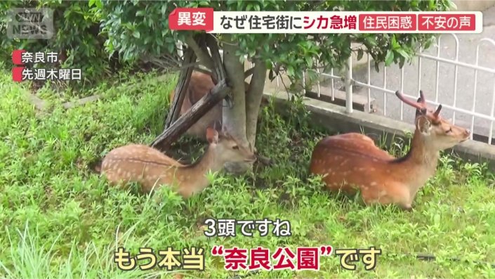 くつろぐシカが…