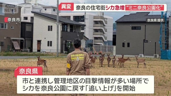 シカを奈良公園まで誘導して戻す