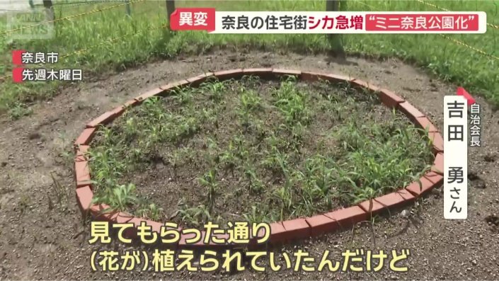 食べつくされた花壇