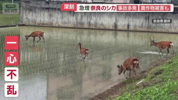 画像まとめ】奈良のシカに異変 急増で住宅街が“ミニ奈良公園化” 事故
