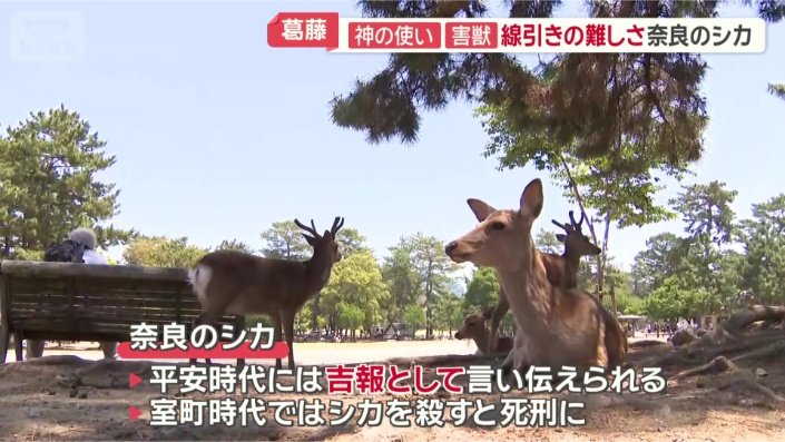 「神鹿」として保護されたシカ
