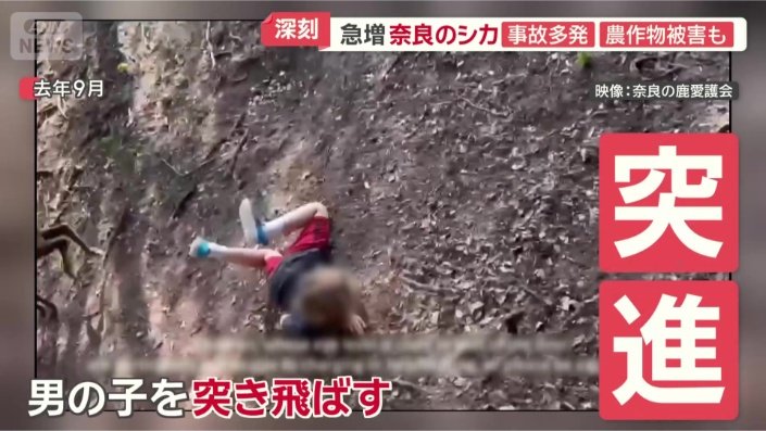 シカの角が胸に…