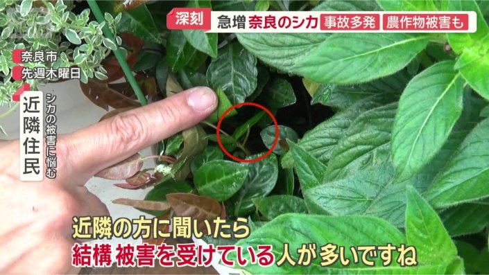 植木鉢の花が食べられる