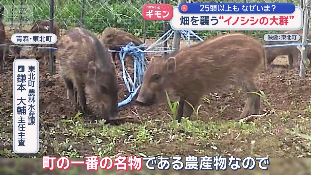 “イノシシ大群”畑襲う瞬間　ウリ坊含め25頭以上も　コメ被害相次ぐ
