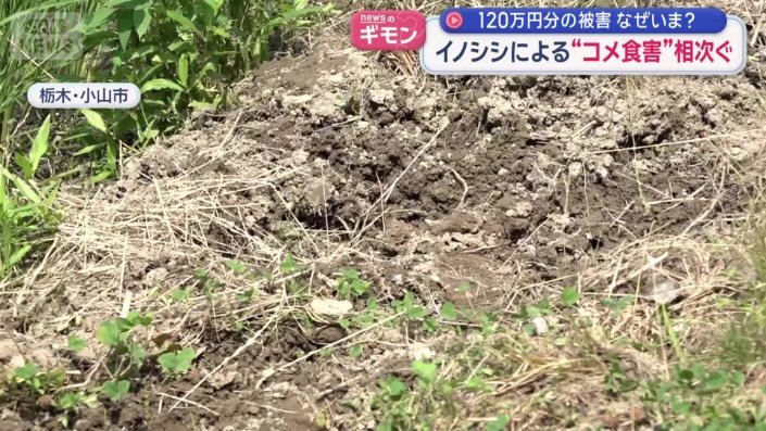 土を掘り起こした形跡