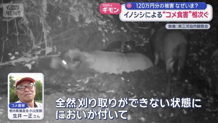 イノシシの体臭が、こびりつく