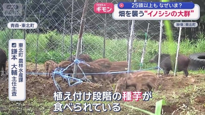 25頭以上いるとみられている