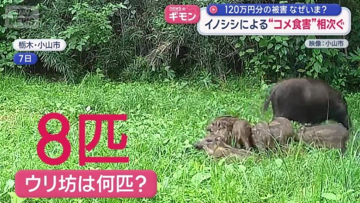 ウリ坊は8匹も