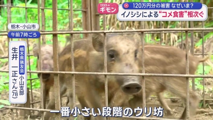 ウリ坊を4匹捕獲