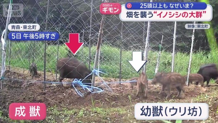 成獣と幼獣