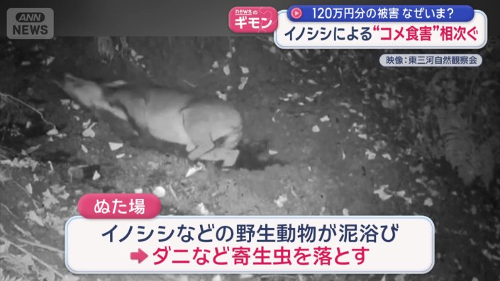 「泥浴び」をする場所のこと