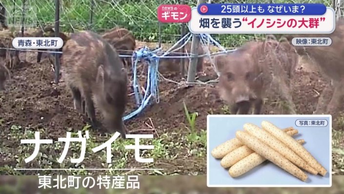 イノシシが狙うのは…