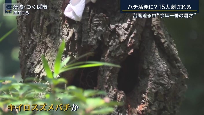 キイロスズメバチ