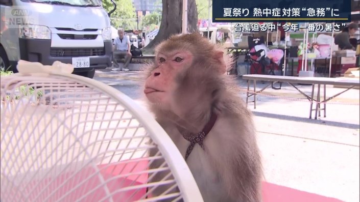 猿回し