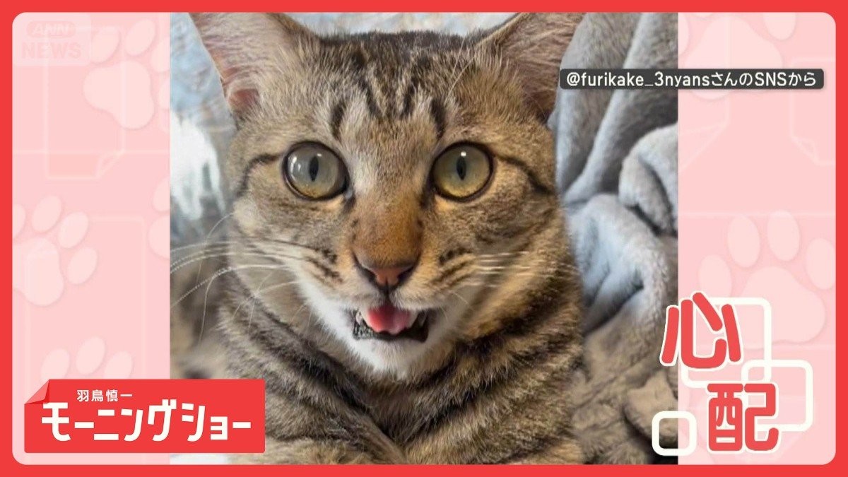 飼い主さんゴホゴホ…大丈夫かニャ　せきをするたびに鳴くネコちゃん　心配してるの？