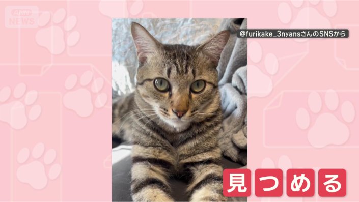 熱視線おくるニャン