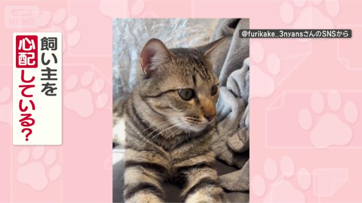 飼い主さんを心配してるの?