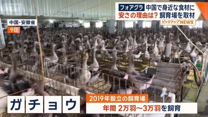 年間2万羽から3万羽のガチョウを飼育