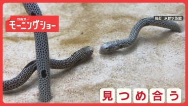 B＆ZAI」最年少の稲葉通陽、「メンバーが親のように見守ってくれる」