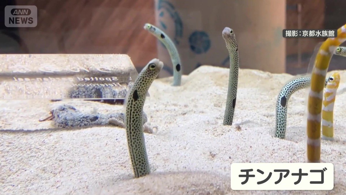 砂に埋まる姿が印象的