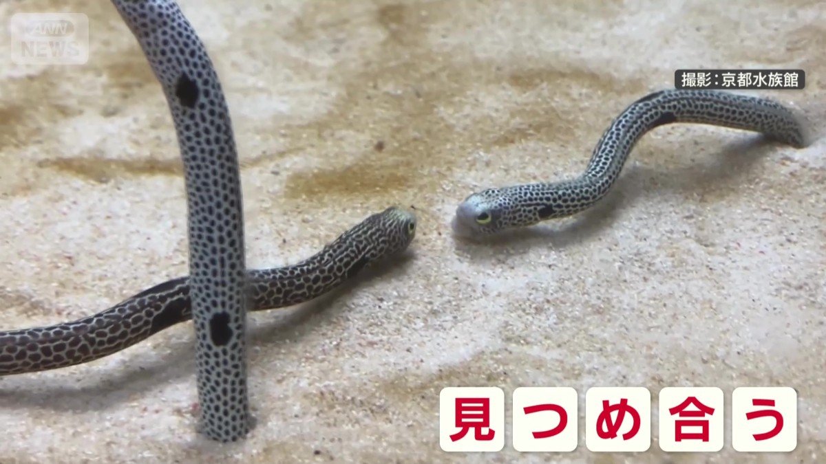 至近距離で見つめ合う!