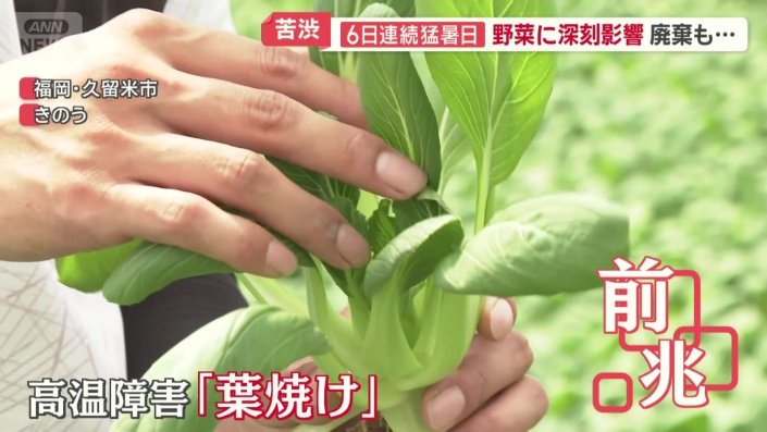 葉焼けの前兆が出たチンゲン菜