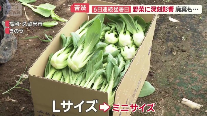 Lサイズ→ミニサイズで出荷することに