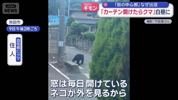 白昼に現れたクマ