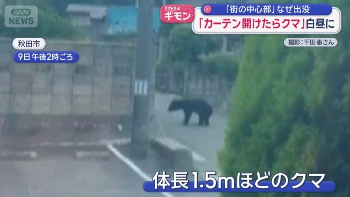 体長1.5メートルほどのクマ