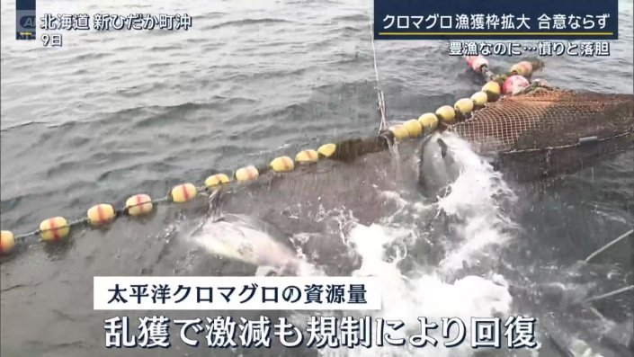 網にかかったクロマグロを海に戻す漁師たち