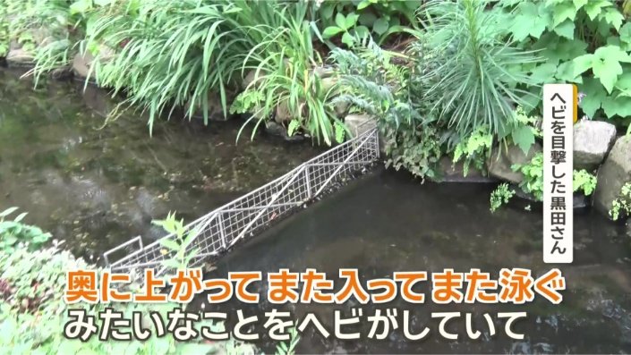 柵がある所でも…