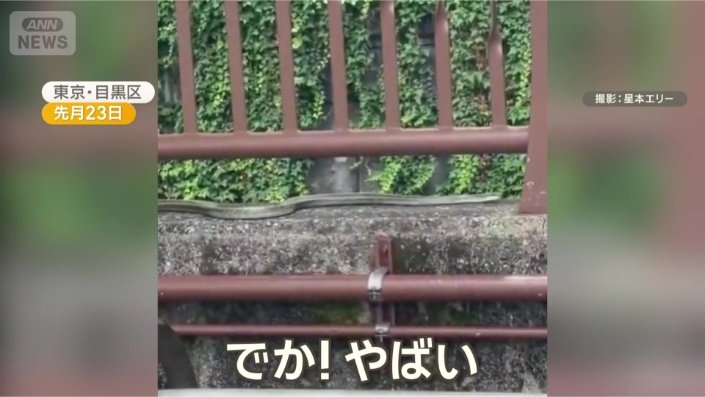 塀の上をゆっくりと移動するヘビ