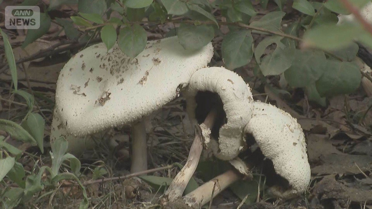 見つけても触らないで　都会の公園で毒キノコ大量発生　中毒症状も　台風や猛暑影響か