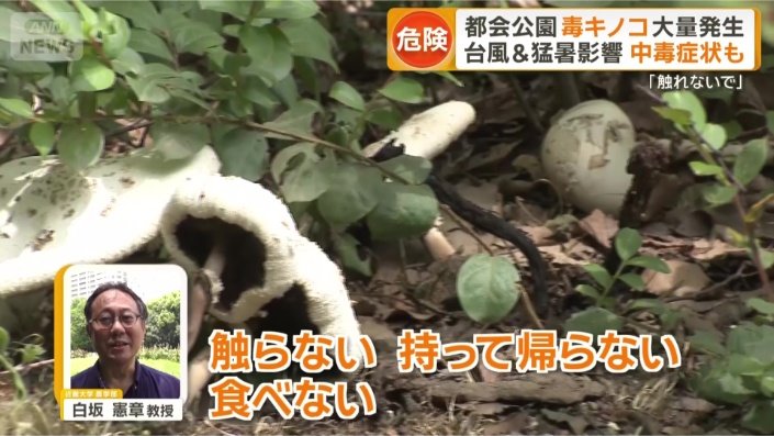 胃腸系の中毒症状を引き起こす恐れ
