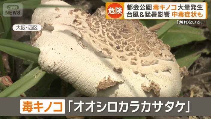 大きくて肉厚な見た目