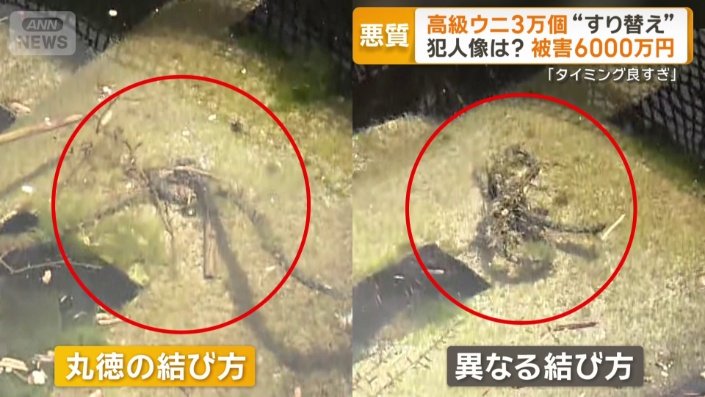 結び方が違うかご見つかる