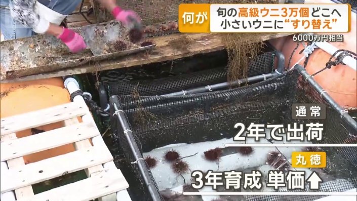 通常より1年長く育成