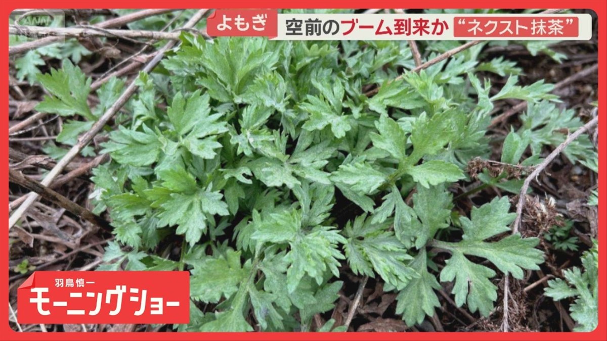 よもぎに熱視線 道端の雑草から「ネクスト抹茶」に 空前のブーム到来か