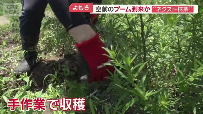 手作業で収穫