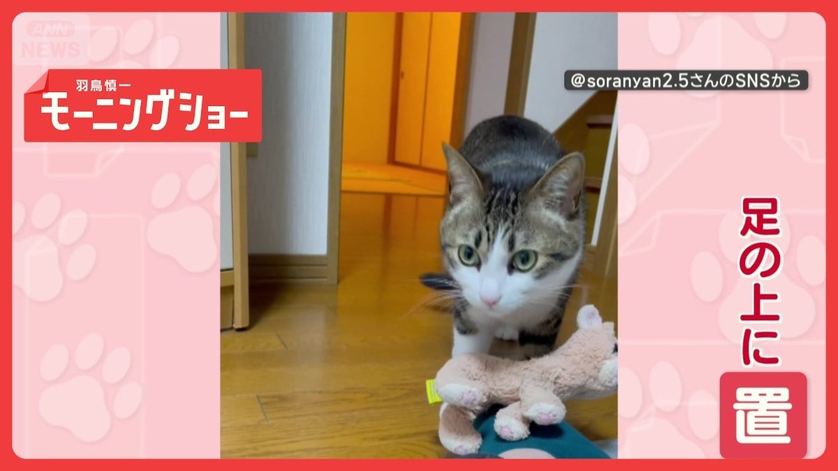 「ぬいぐるみを置くニャン」ベスポジは…飼い主さんの足の上！　足に置きたいワケは？