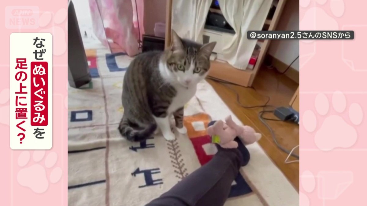 なぜぬいぐるみを脚の上に置くの?