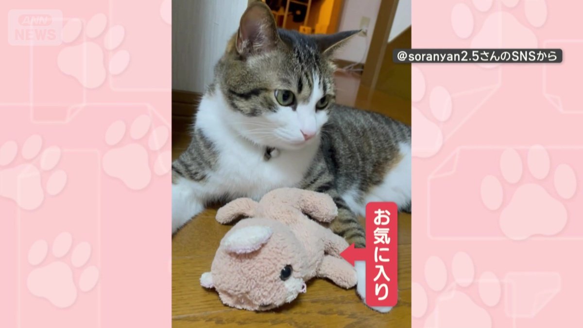 ぬいぐるみがお気に入り