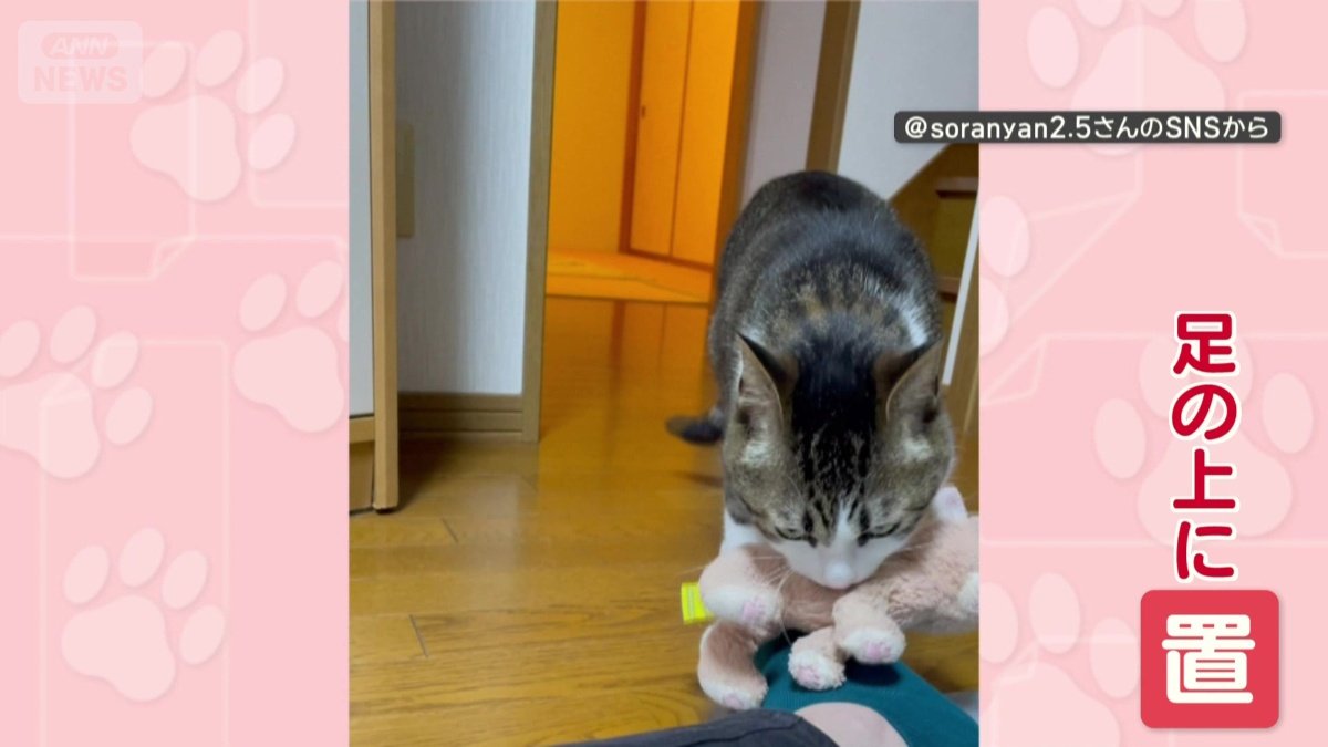 飼い主さんの足の上に、ちょこん