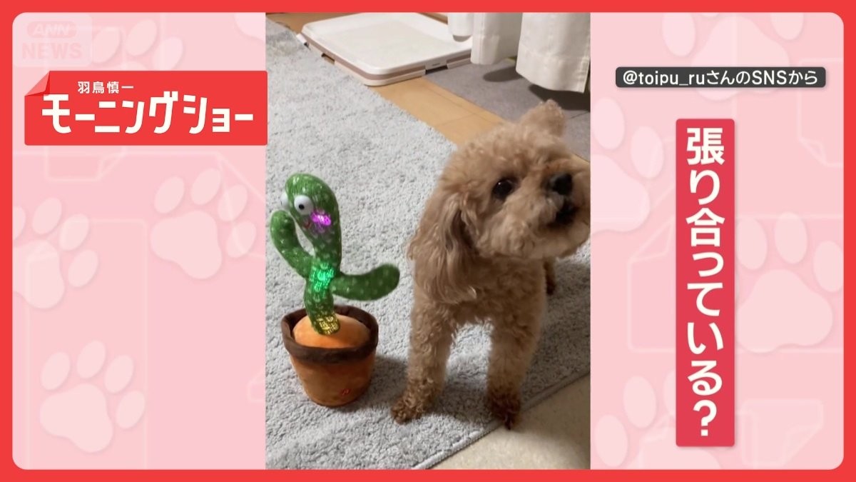 白熱！遠吠え対決　犬vsサボテンのおもちゃ　大合唱「ワオーン」　競い合ってるの？