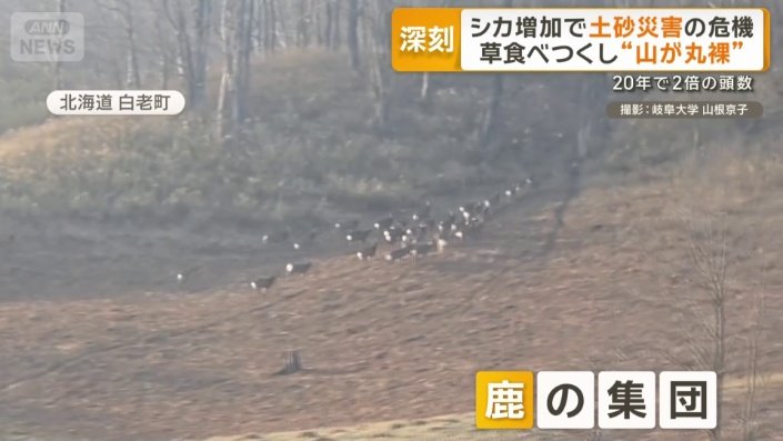 山を駆け抜けていくシカの集団