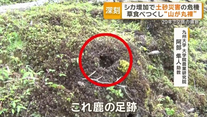 シカの足跡