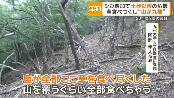 シカ増加で土砂災害の危機