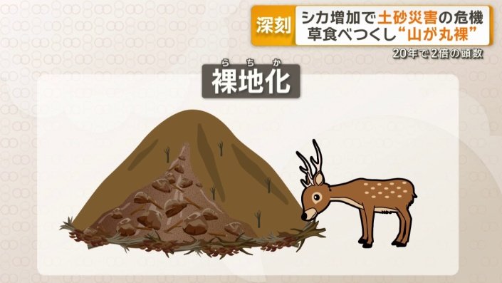 土がむき出しになる裸地化により土砂崩れが発生しやすくなる