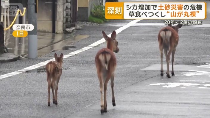 住宅地で目撃されたシカ